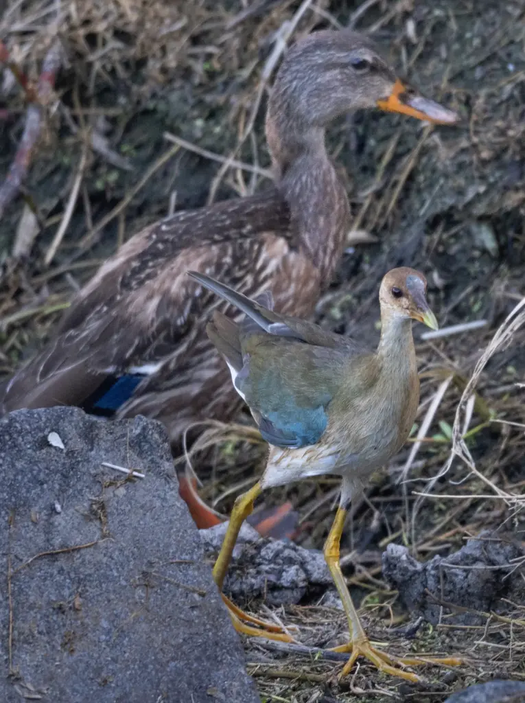 A juvenile purple gallinule makes a rare California appearance at...