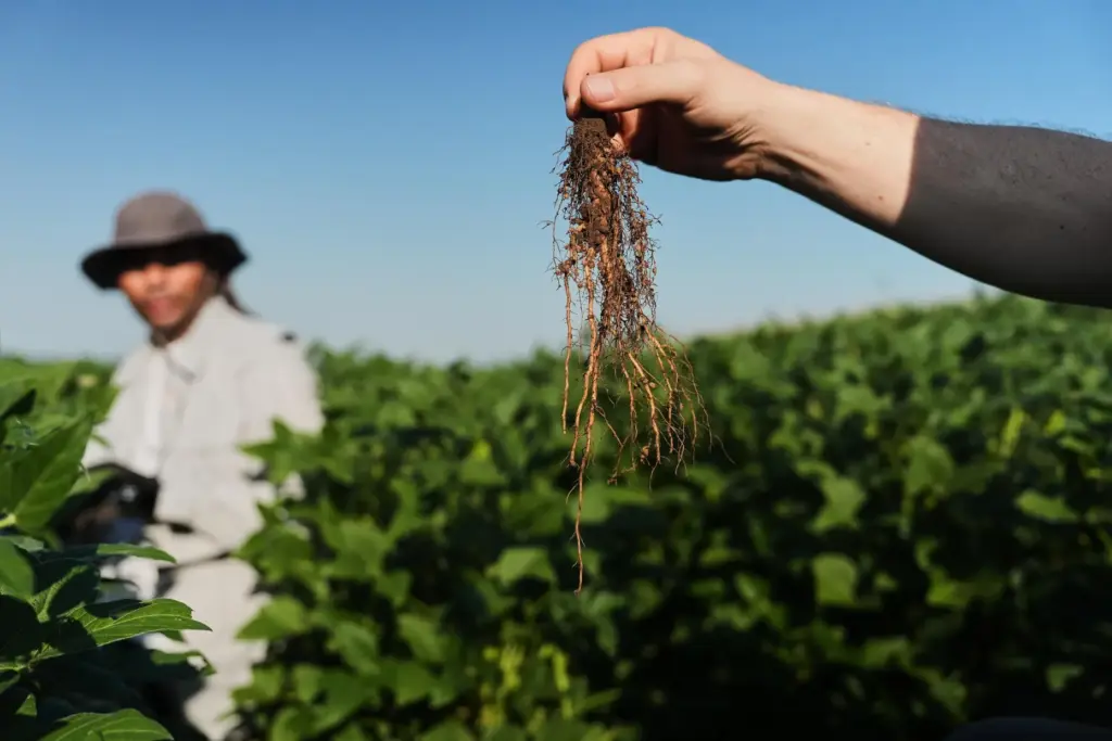 Wolfgang Busch, director of the Harnessing Plants Initiative at the Salk Institute, holds up a soybean root.