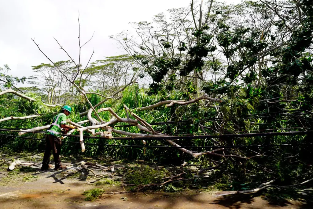 A worker cuts a downed tree from power lines caused...