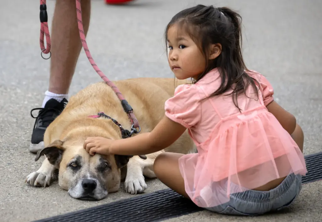 Five-year-old Sloane Carr and her grandparents’ dog, Gypsy, attend the...