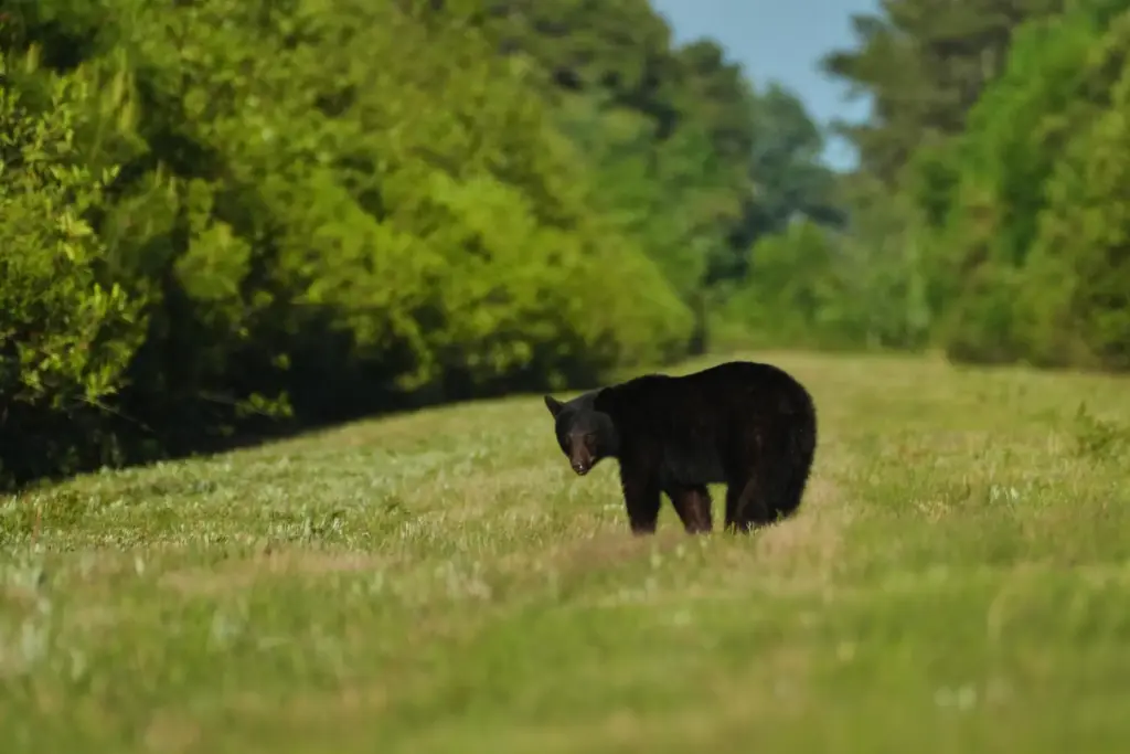 A juvenile black bear walks through a clearing where peatlands...