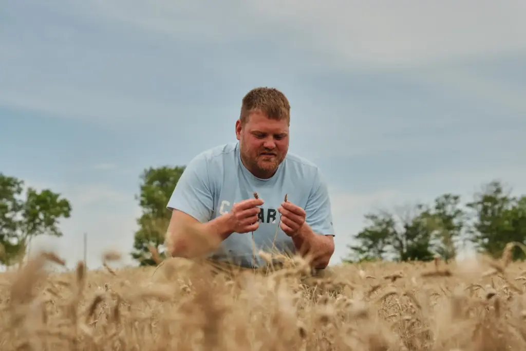 Bryce Black inspects two strands of weather-stressed wheat.