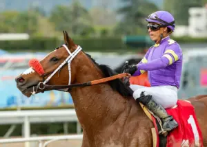 Horse racing: Man O Rose tries to stay perfect at Los Alamitos