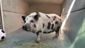 Pasadena’s 100-pound Honey the pig heading to new home