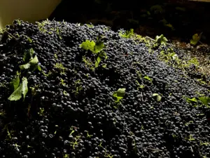 California farmers struggle to sell grapes as wine demand drops