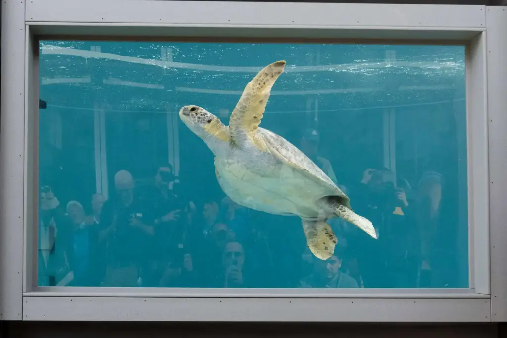 The Aquarium of the Pacific celebrates the grand opening of...