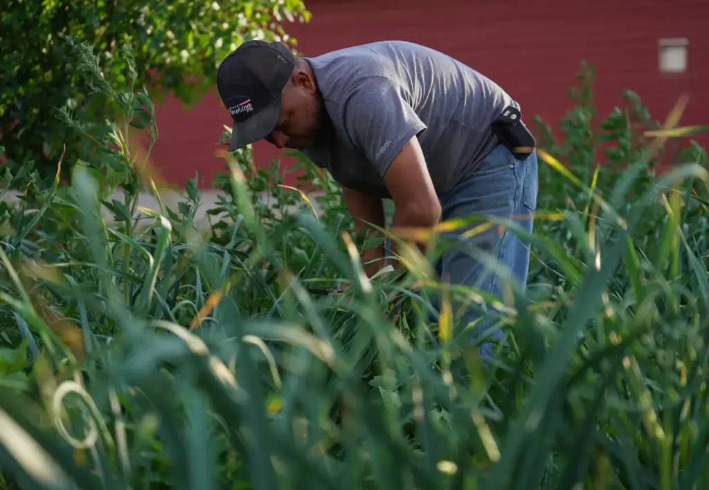 Caesar Marroquin clips garlic scapes in a small vegetable garden.