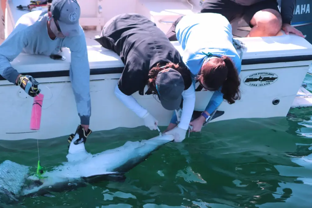 Members of the SOFO Shark research team tag a juvenile white shark.