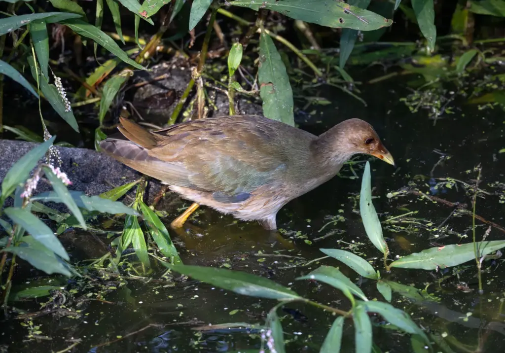 A juvenile purple gallinule makes a rare California appearance at...