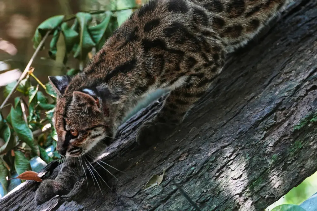 A small spotted wild cat identified as a new species,...