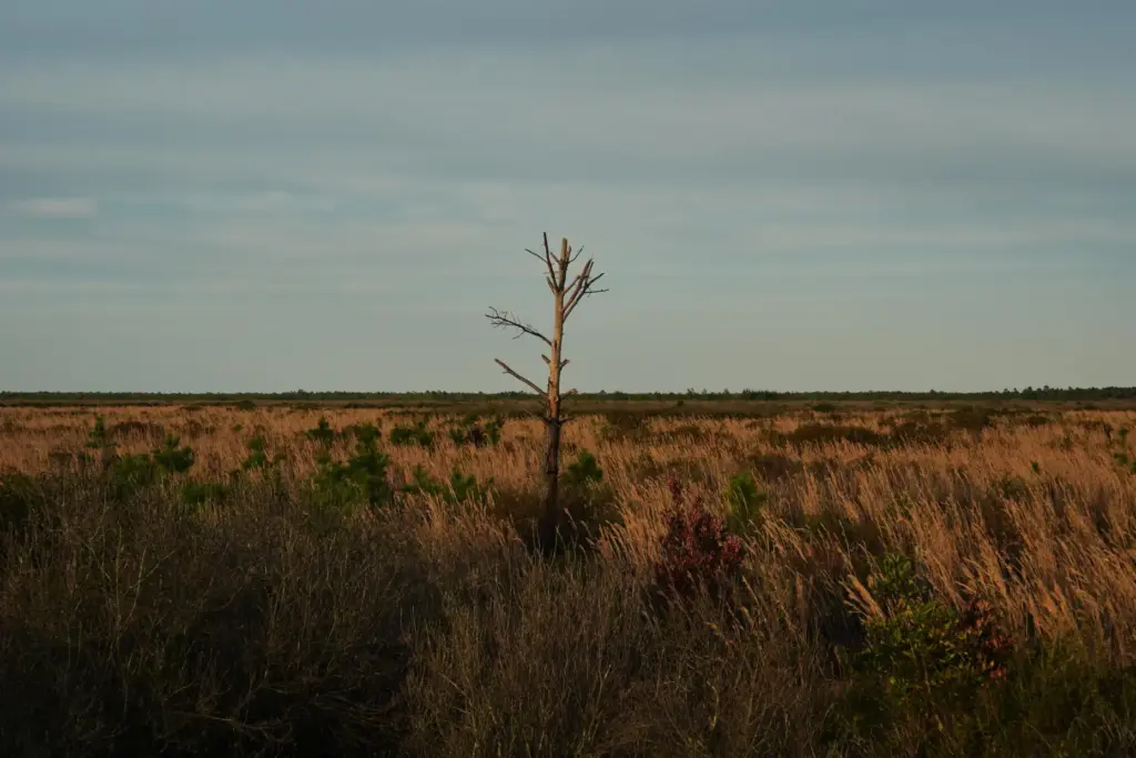 A fire-damaged tree stands in an area of peatland Tuesday,...