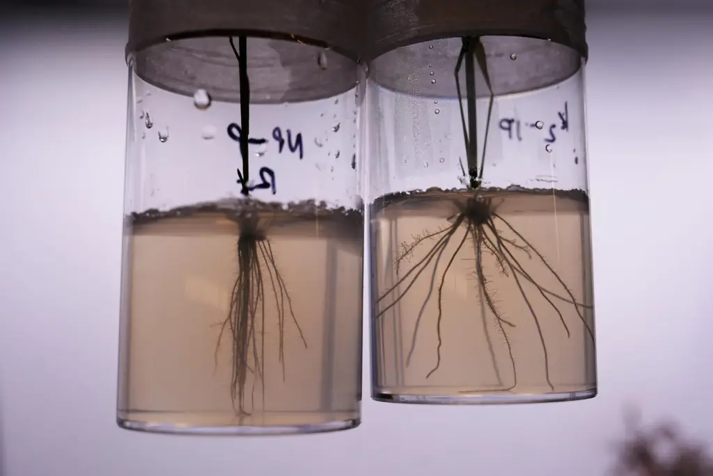 Plants with contrasting root systems, genetically engineered and not