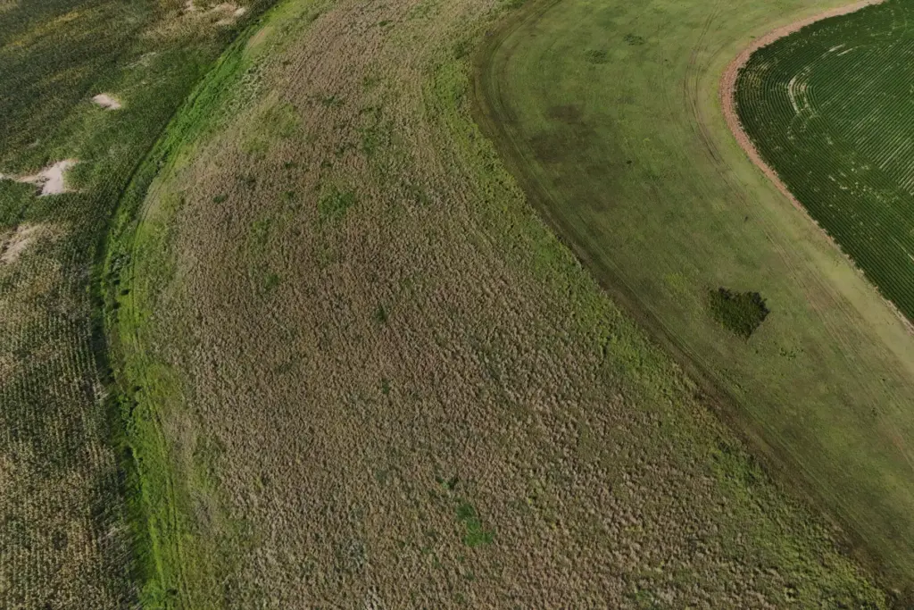 A field of Kernza