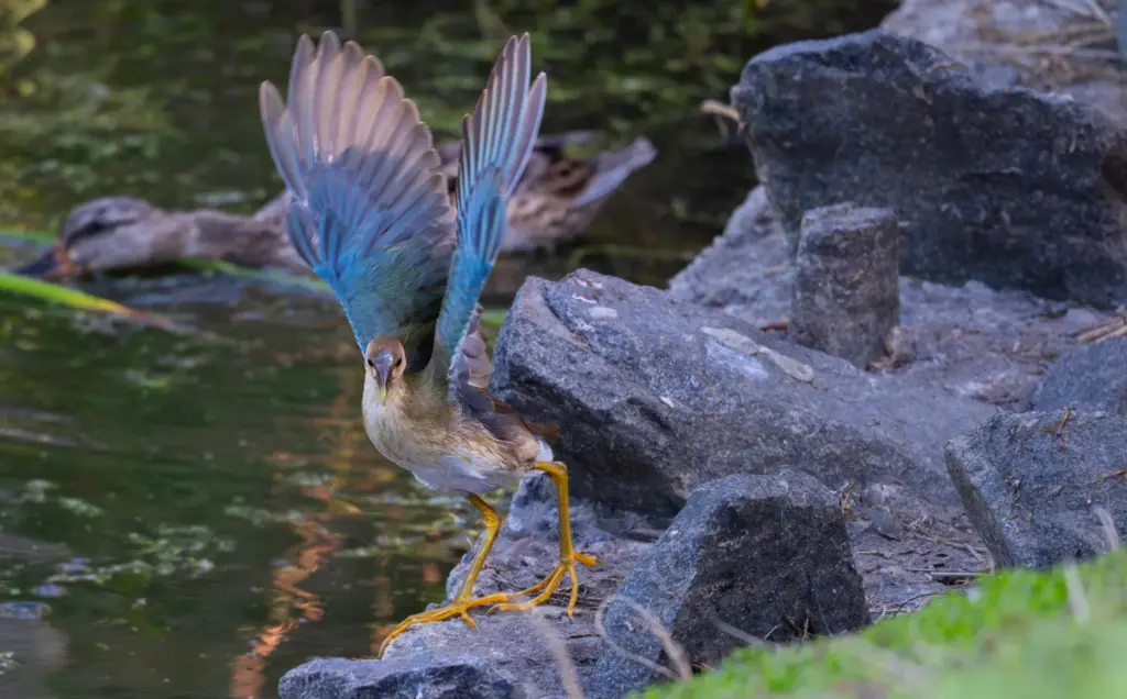 A juvenile purple gallinule makes a rare California appearance at...