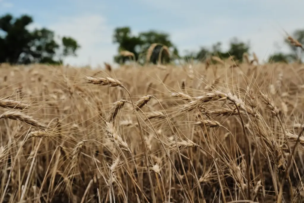 Unharvested wheat affected by extreme weather sits in a field.