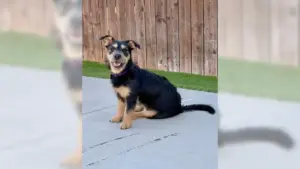Terrier mix Wrynn is all about play.