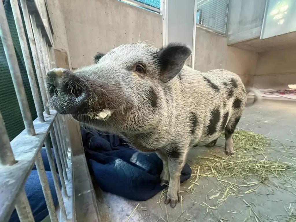 Honey the pig loves meeting people in her enclosure at...