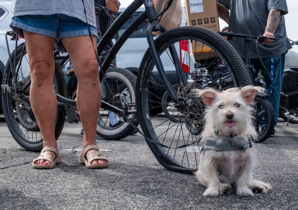 Shelby waits with her owner hoping to take advantage of...