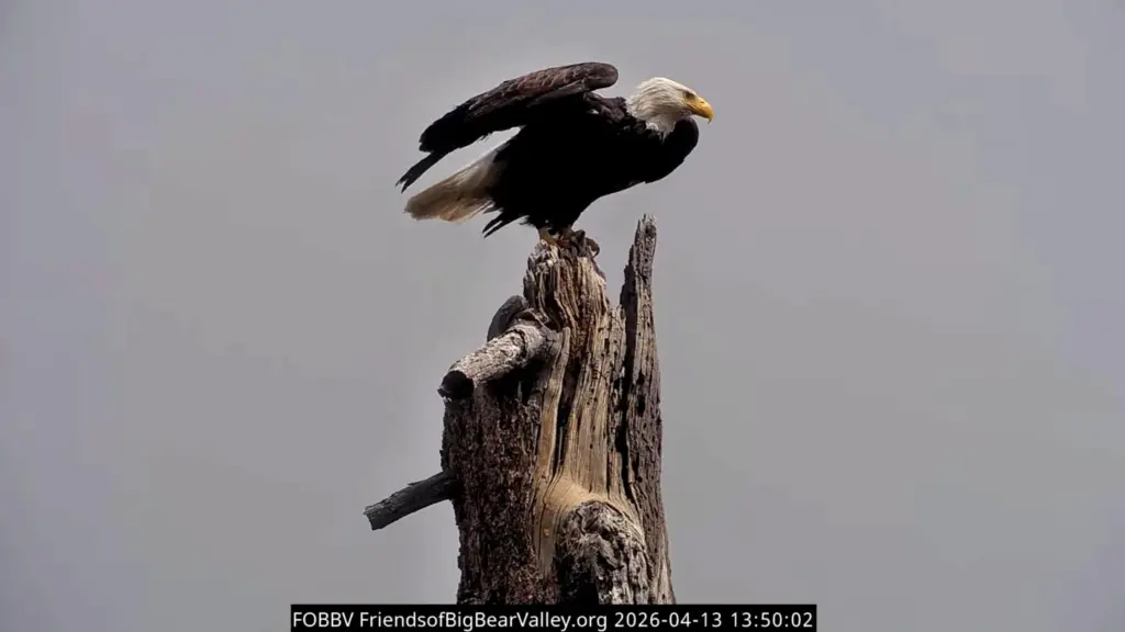 Jackie the bald eagle, who died Monday, Aug. 10, 2026,...