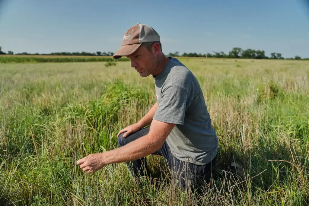 David Mueller kneels down in one of his Kernza fields.