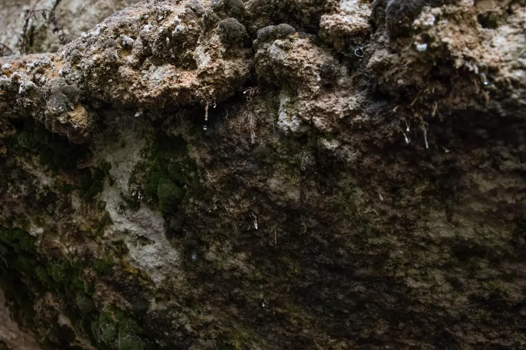 Water seeps from mossy rocks at Entrance Spring.