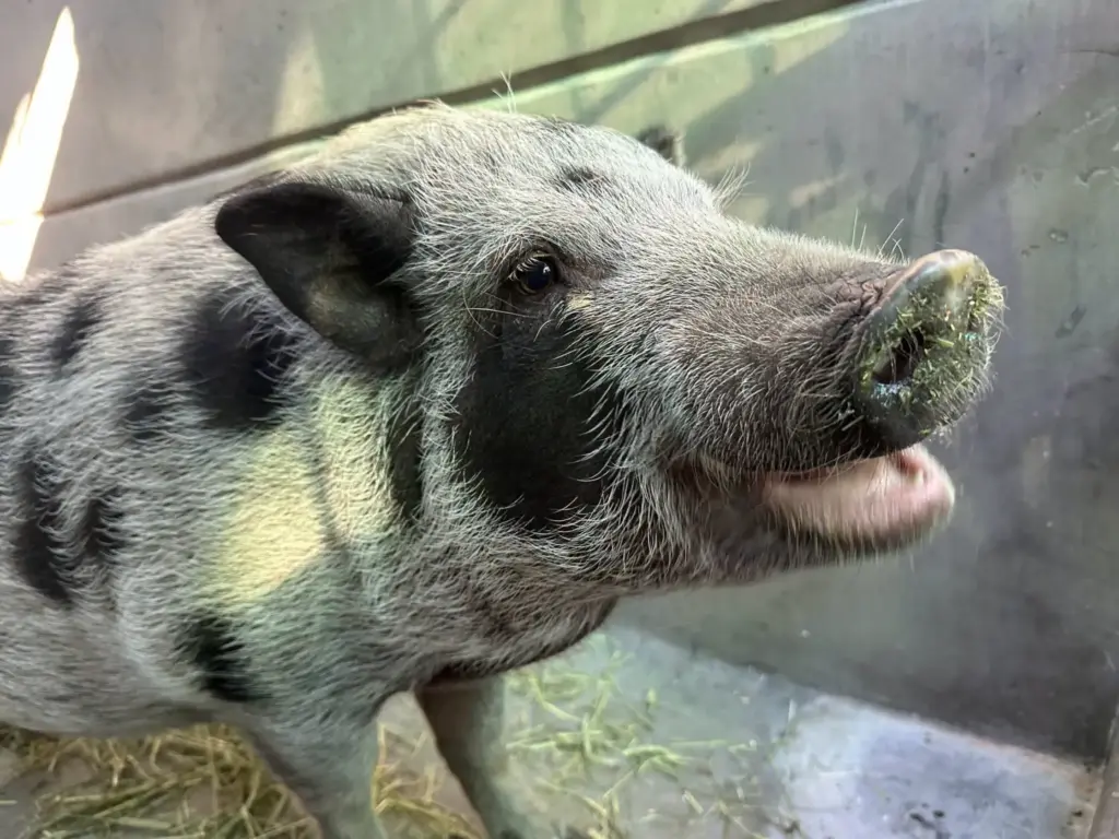 Honey the pig loves meeting people in her enclosure at...