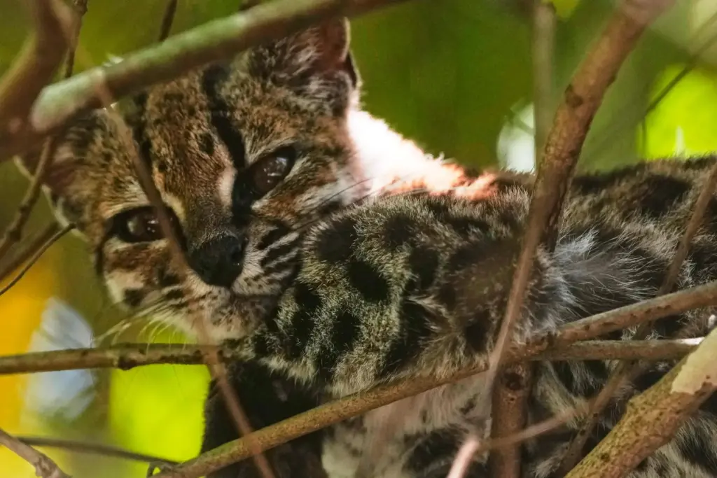 A small spotted wild cat identified as a new species,...