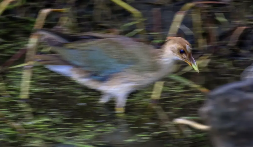 A juvenile purple gallinule makes a rare California appearance at...