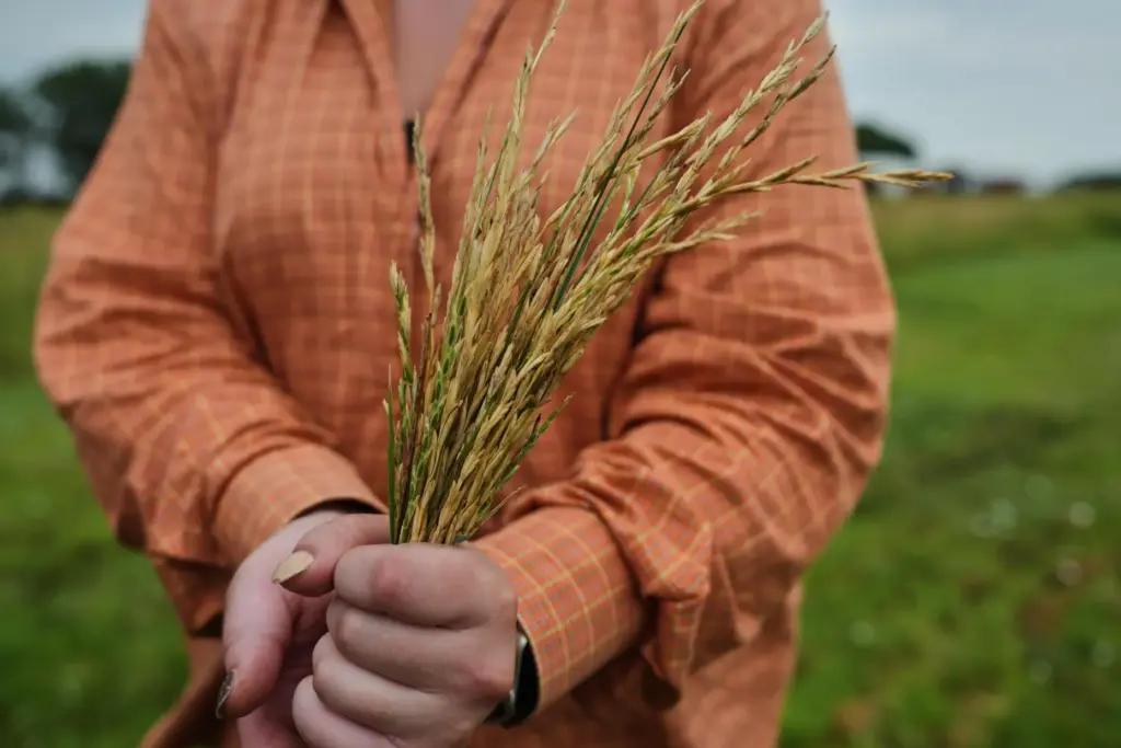 Skyler Grove holds a bundle of Kernza.
