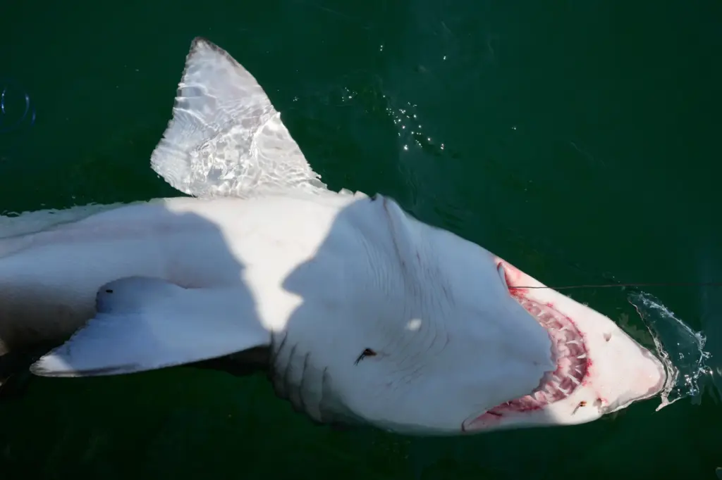 A sand tiger shark is brought alongside a boat after being caught.