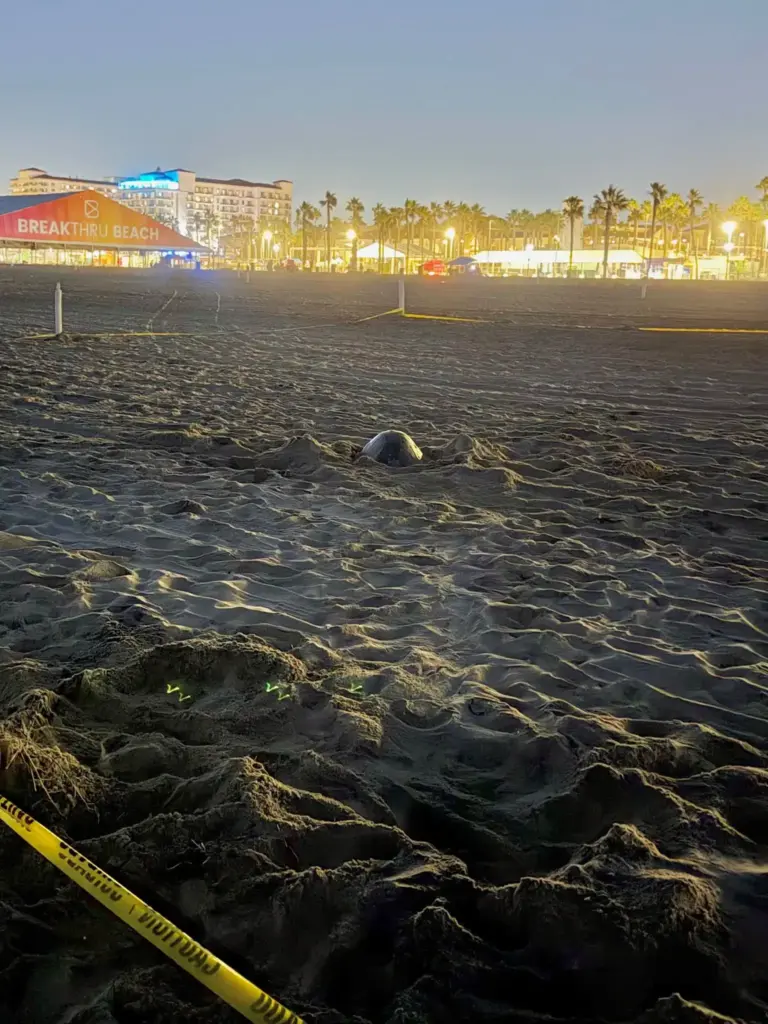 Two reports of olive ridley sea turtles off the coast...