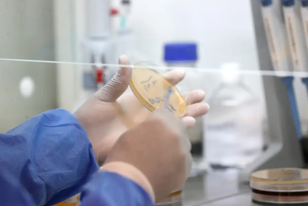 A specialist examines a culture plate inside a laboratory at...