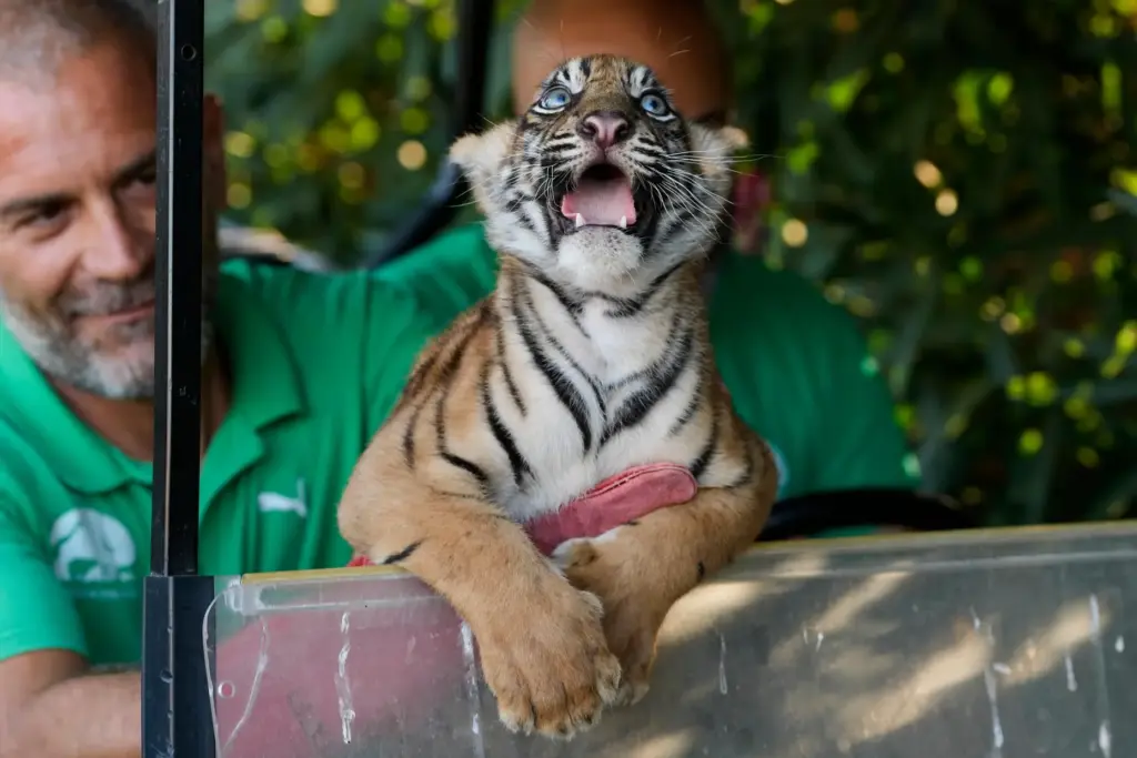 A two-month-old female Sumatran tiger cub observes the Attica Zoological...