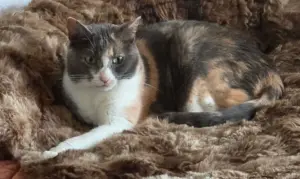 Meet pretty calico kitty Ladybug Jane