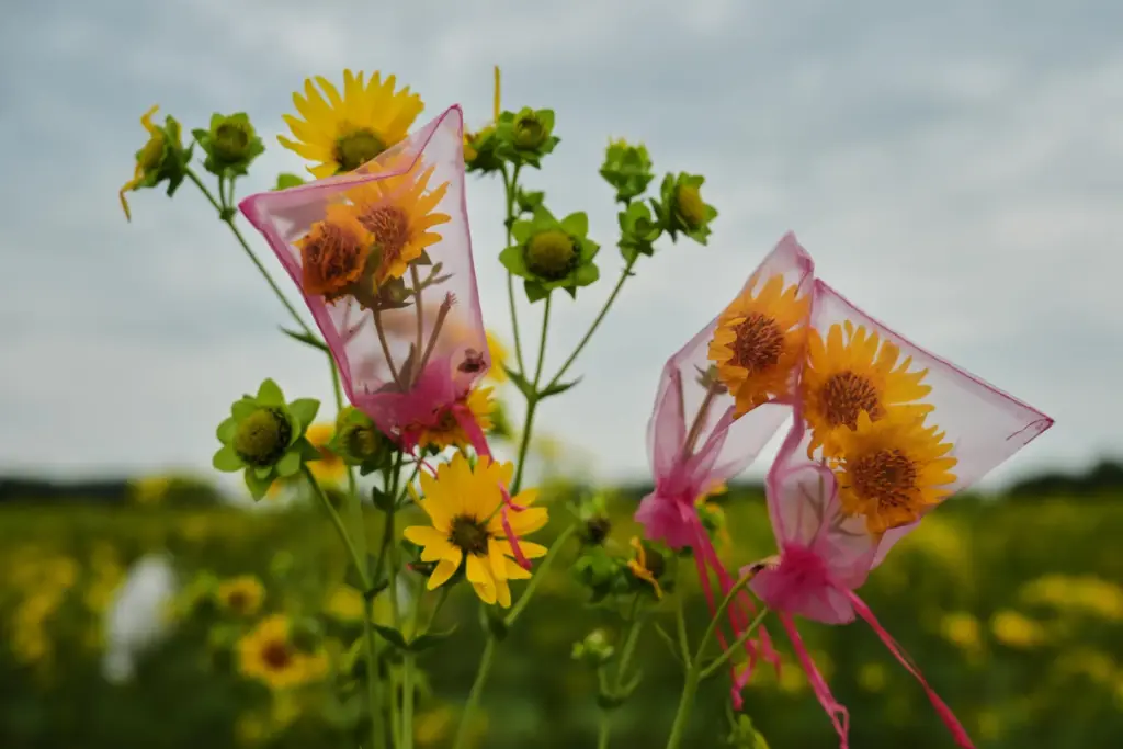 Mesh bags cover silflowers, an oilseed crop, after hand pollination.