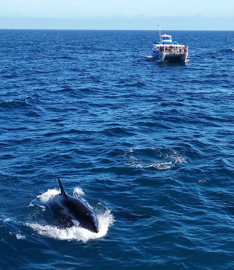 An Orca swims in the waters off Newport Beach on...
