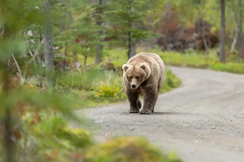 A bear strolls in Alaska's Katmai National Park and Preserve.