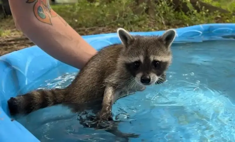A raccoon kit practices swimming, while supported by Woodside Wildlife Rescue Director Raquel Priest.