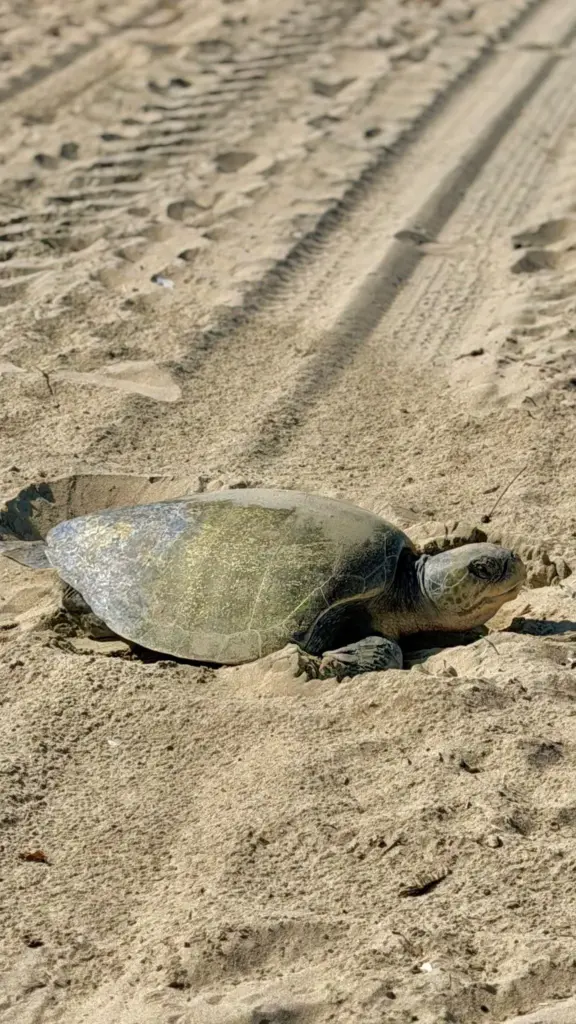 Two reports of olive ridley sea turtles off the coast...