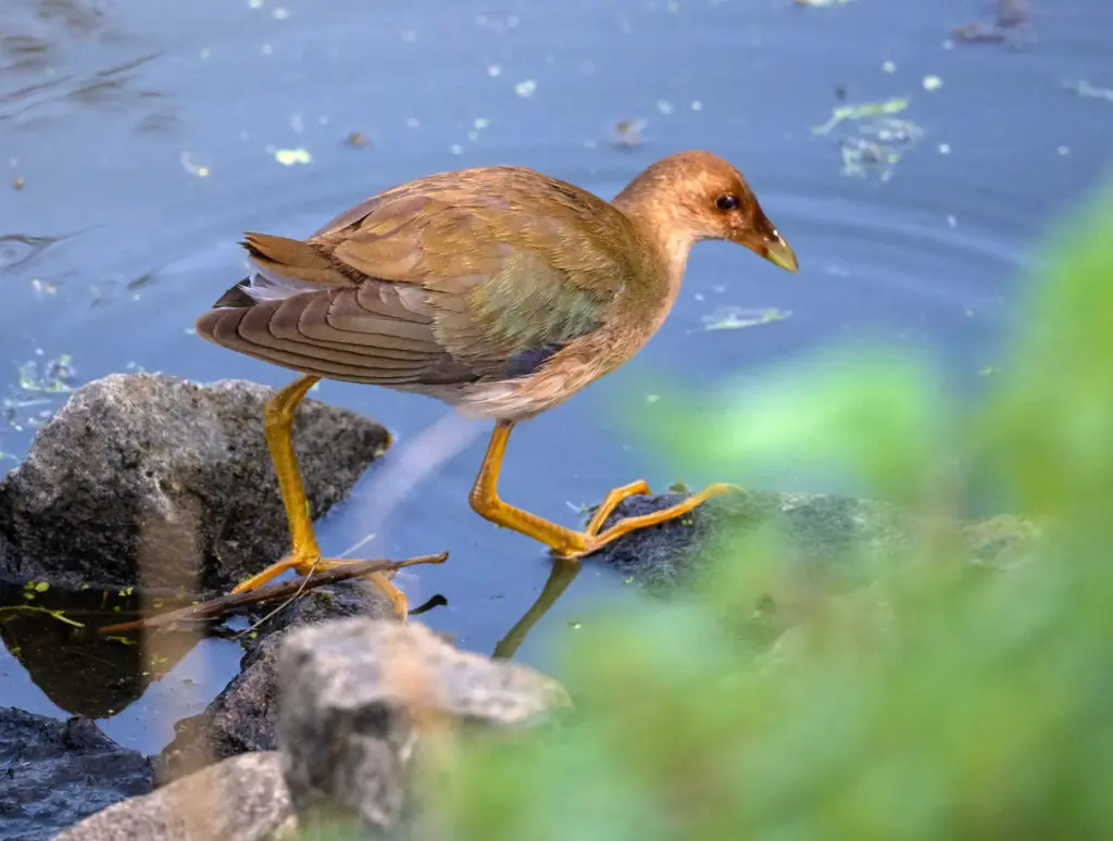A juvenile purple gallinule makes a rare California appearance at...