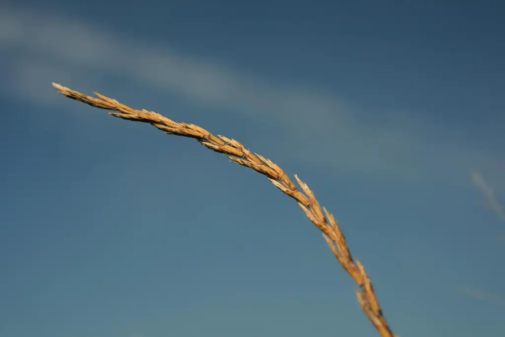 Kernza grows in a farm field.
