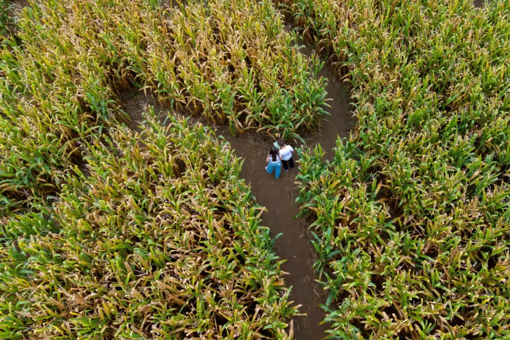 People use a map to navigate a 5-acre corn maze...