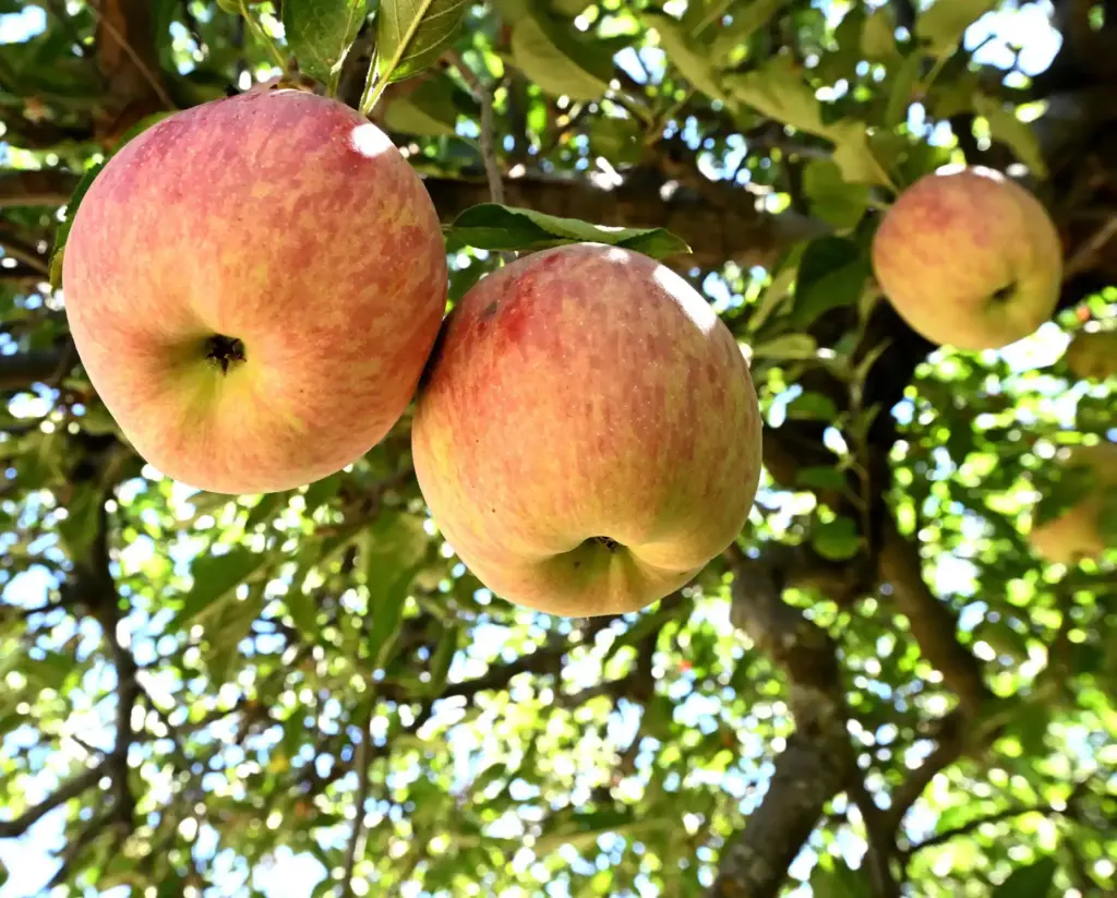 Apples grow on one of the many trees at Snow-Line...