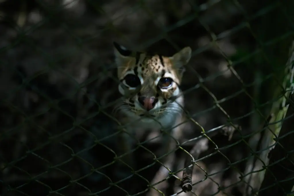 A small spotted wild cat identified as a new species,...