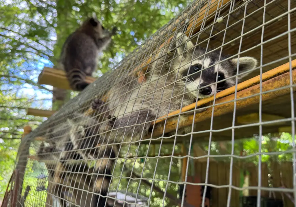A raccoon kit peers through an enclosure at Woodside Wildlife Rescue.