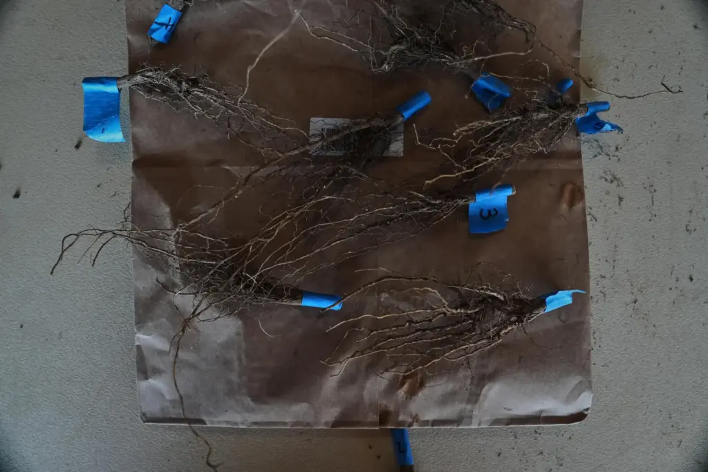 Root samples of genetically-engineered soybeans dry after collection