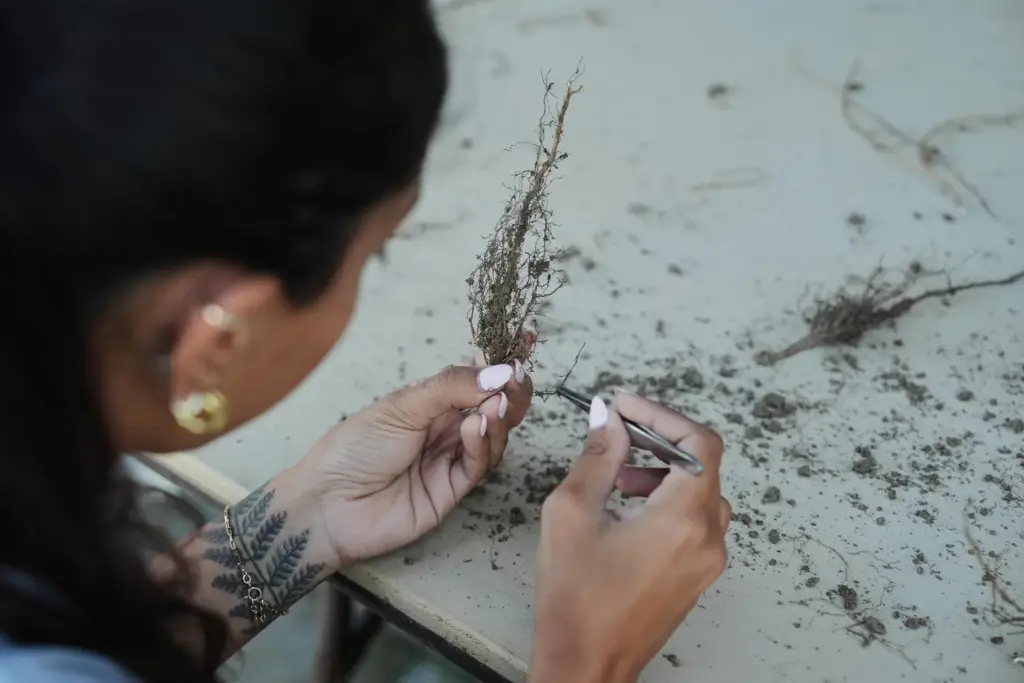 Preyanka Mehta, a research associate at Cquesta, removes soil from a genetically-engineered soybean root.