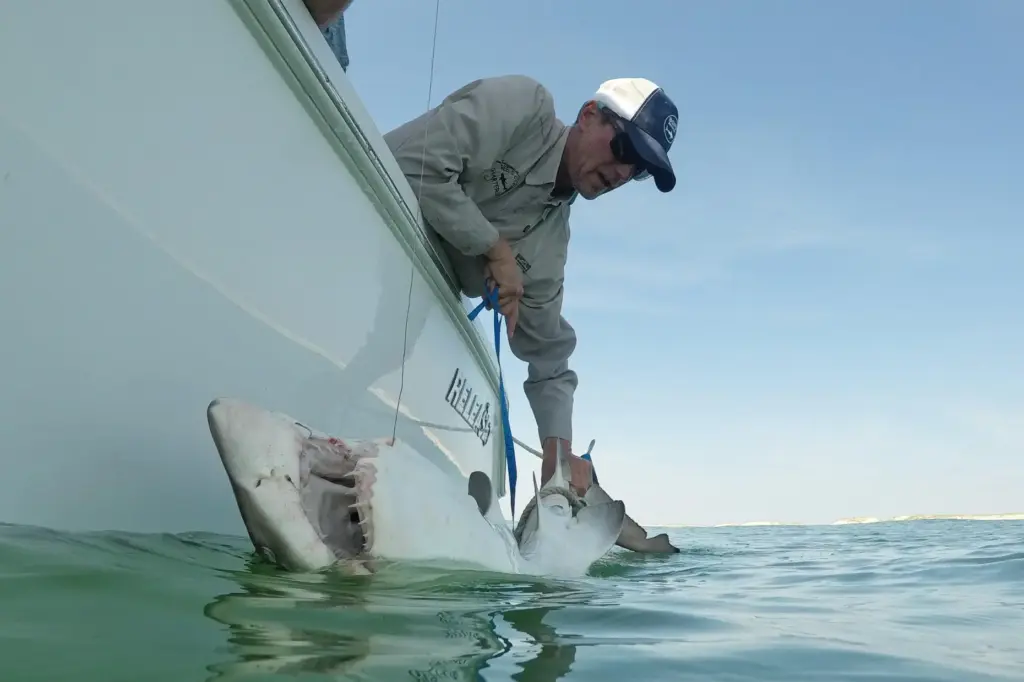 Greg Metzger catches a sand tiger shark off the coast of Hampton Bays.