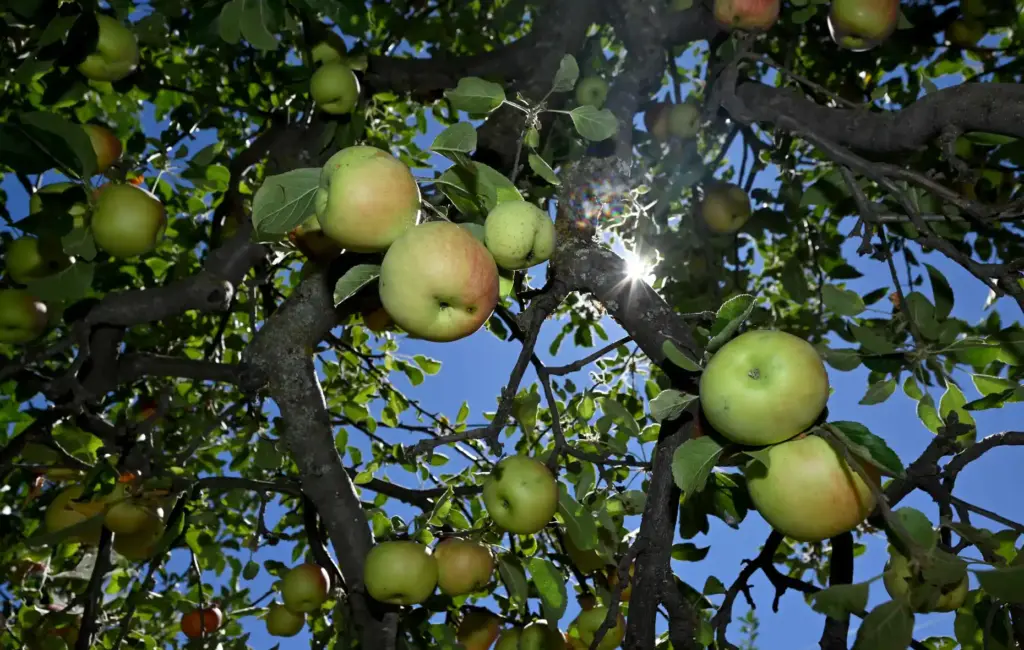 Apples grow on one of the many trees at Snow-Line...