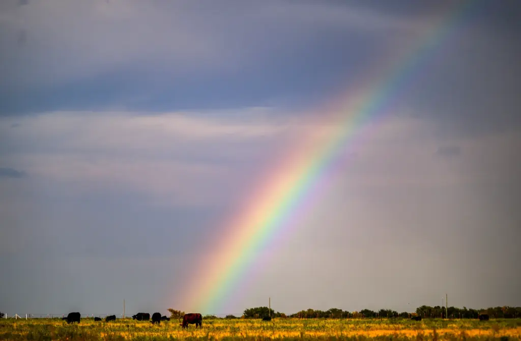 A rainbow shines behind cows off U.S. Highway 166 in...